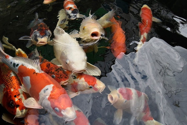 The Best Japanese Koi Fish Breeders We Work With