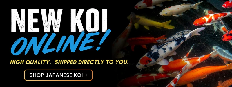 New koi online. Shop Japanese koi