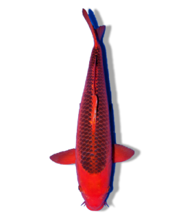 https://cdn11.bigcommerce.com/s-m39bqdjce8/images/stencil/original/image-manager/aka-matsuba-koi-fish-shop-for-yours-online.png?t=1749158807