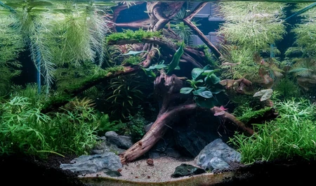 Aquarium and Aquascaping