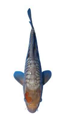 hop hand-selected Aragoke koi fish online from top breeders at Fitz’s Fish Ponds.
