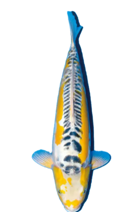 Shop Aya Wakaba koi fish online at Fitz’s Fish Ponds.