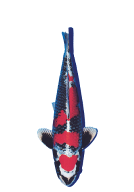 Shop Beni Ginga koi fish online from top breeders at Fitz’s Fish Ponds.