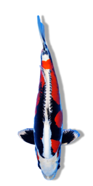Shop Beni Kikokuryu koi fish online from top breeders at Fitz’s Fish Ponds.
