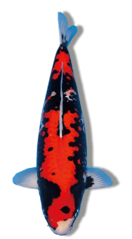 Shop Beni Matsukawabake koi fish online from Fitz’s Fish Ponds.