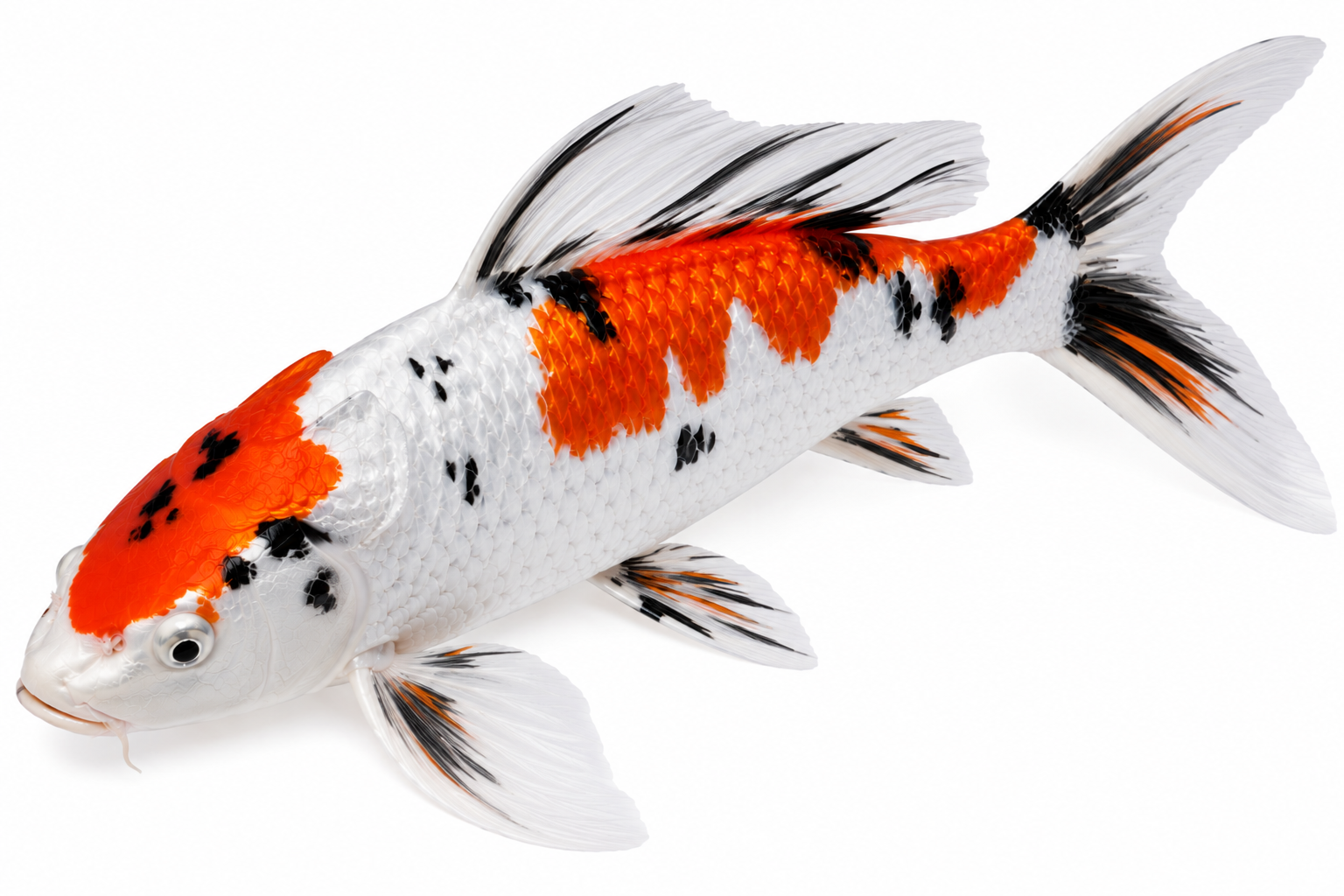 Shop Butterfly Kabuto koi fish online from Fitz’s Fish Ponds. Discover flowing-finned, metallic koi with a samurai-helmet style and graceful pond presence.