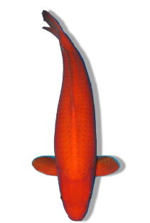 Buy Benigoi Koi Fish – Solid Red, Beginner-Friendly Variety