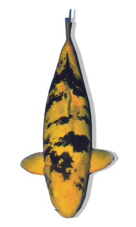 Shop Our Selection of Doitsu Ki Utsuri Koi Fish Online