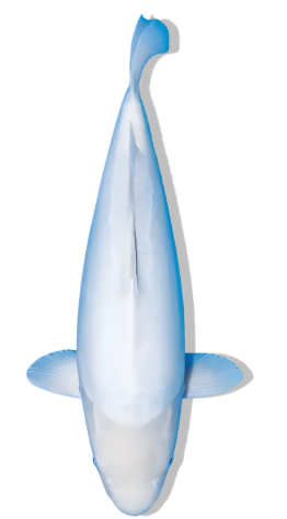 Shop Our Selection of Doitsu Shiro Muji Koi Fish Online – Sleek Simplicity in Solid White Elegance