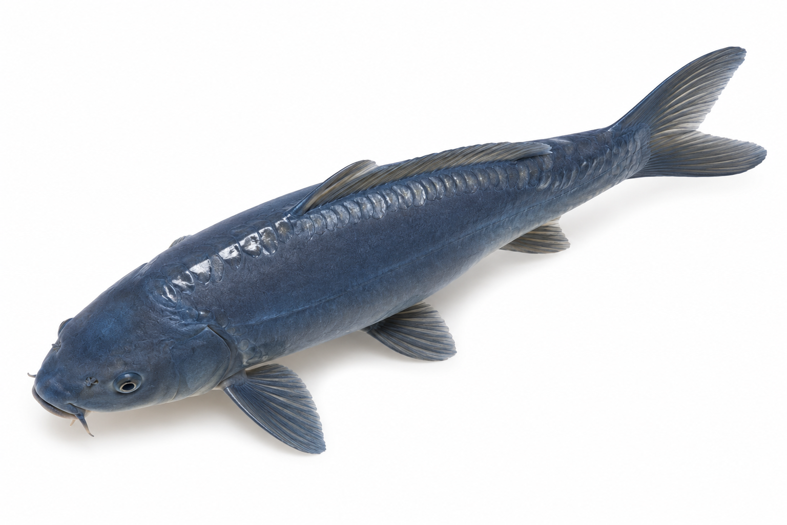 Shop for Soragoi Doitsu Koi Fish Online