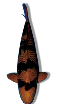 Shop Cha Utsuri koi fish online from Fitz’s Fish Ponds