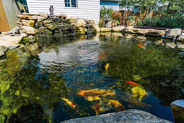 Dedicated Koi Pond