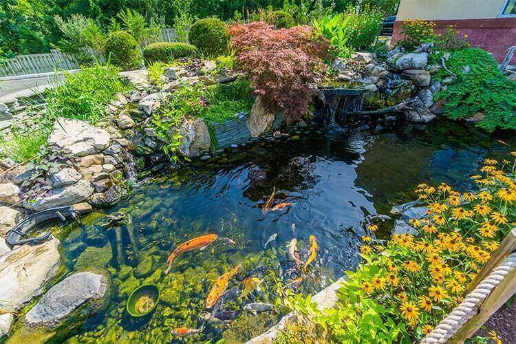 Dedicated Koi Pond