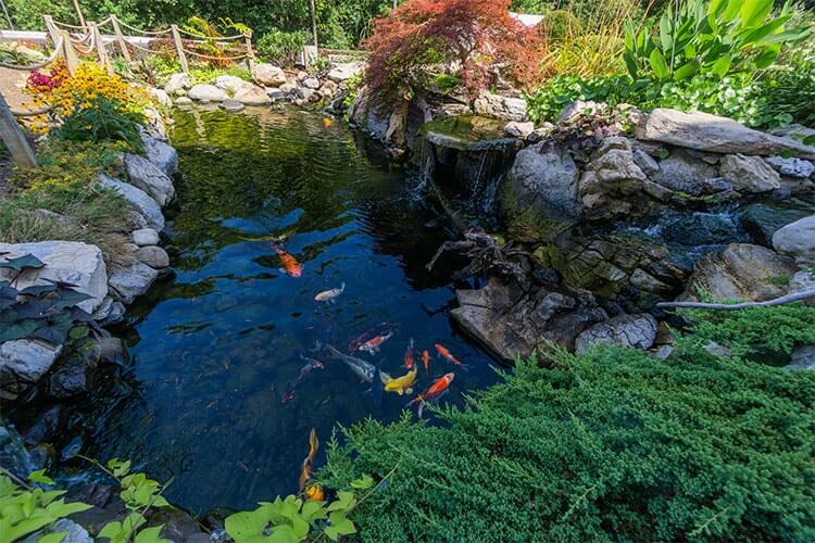 Dedicated Koi Pond