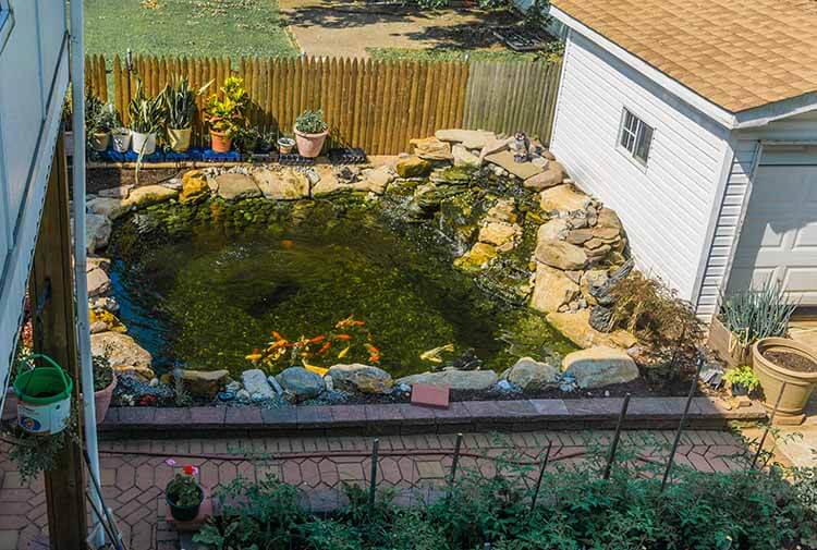 Dedicated Koi Pond