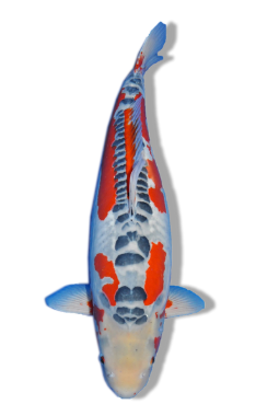 Shop Doitsu Ai Goromo koi fish online from top breeders at Fitz’s Fish Ponds. 