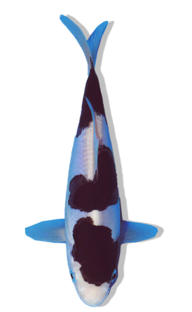 Shop Doitsu Budo Goromo koi fish online from top breeders.