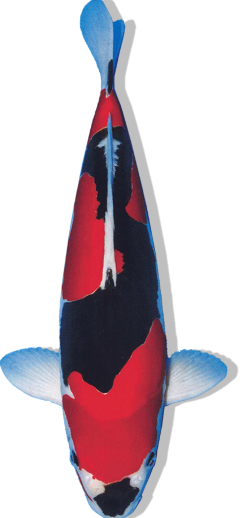 Shop Doitsu Goshiki koi fish online from top breeders at Fitz’s Fish Ponds.