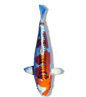 Shop Our Selection of Doitsu Kujaku Koi Fish Online