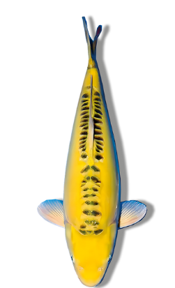 Shop Doitsu Midorigoi koi fish online at Fitz’s Fish Ponds.