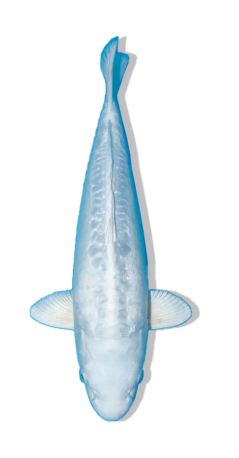 SHOP OUR SELECTION OF DOITSU PLATINUM OGON KOI FISH ONLINE – PURE WHITE SHINE WITH SMOOTH METALLIC FINISH