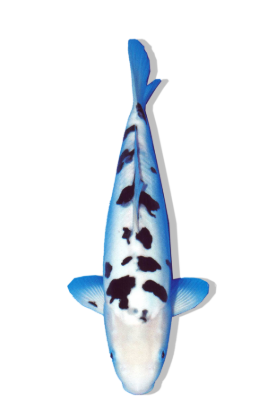 Shop Doitsu Shiro Bekko koi fish online from top breeders.