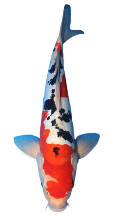 Doitsu Showa are scaleless koi with striking red, black, and white patterns.