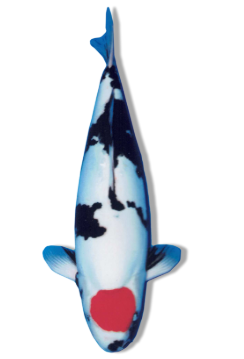 Doitsu Tancho Showa Koi Fish