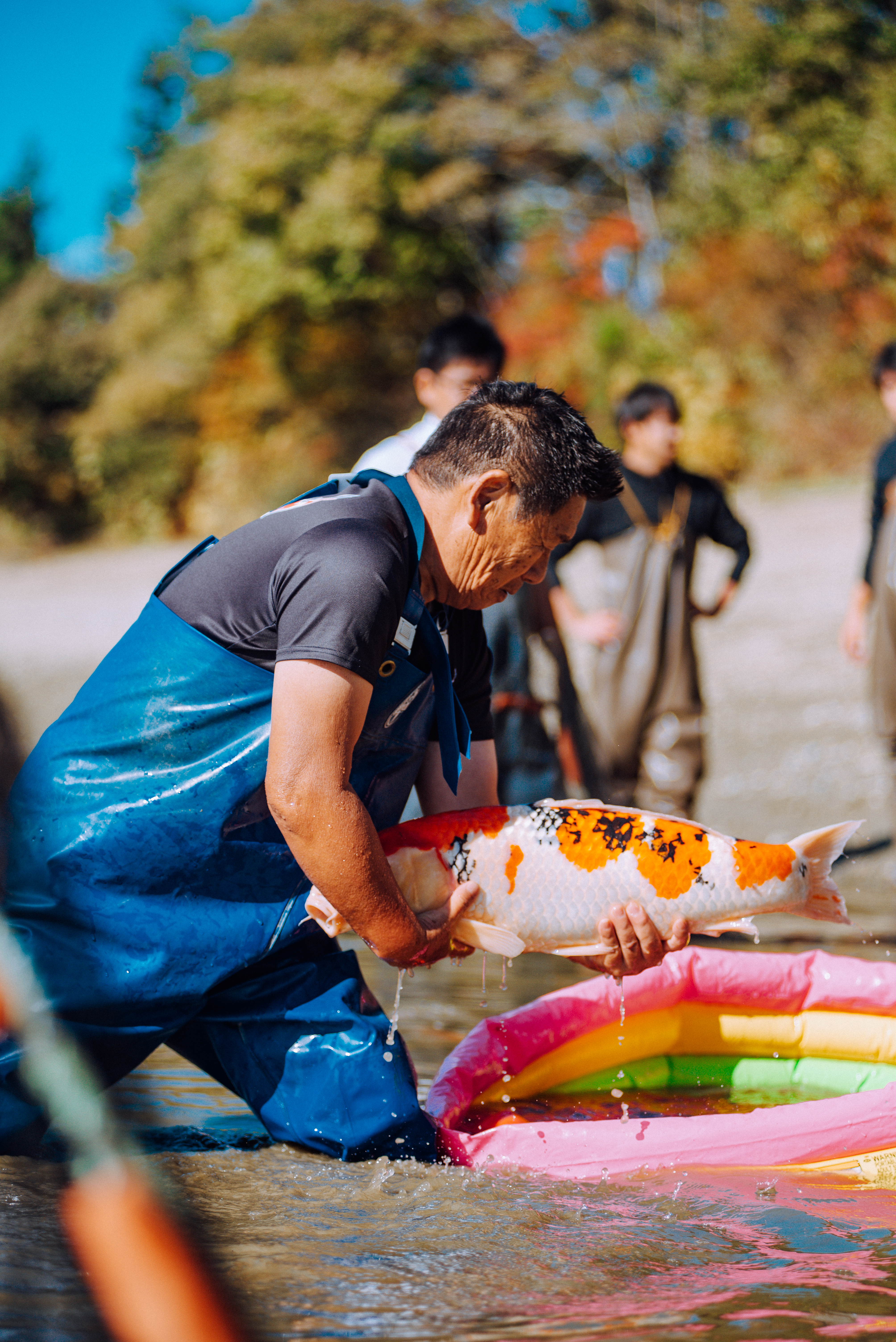 Autumn Koi Harvest