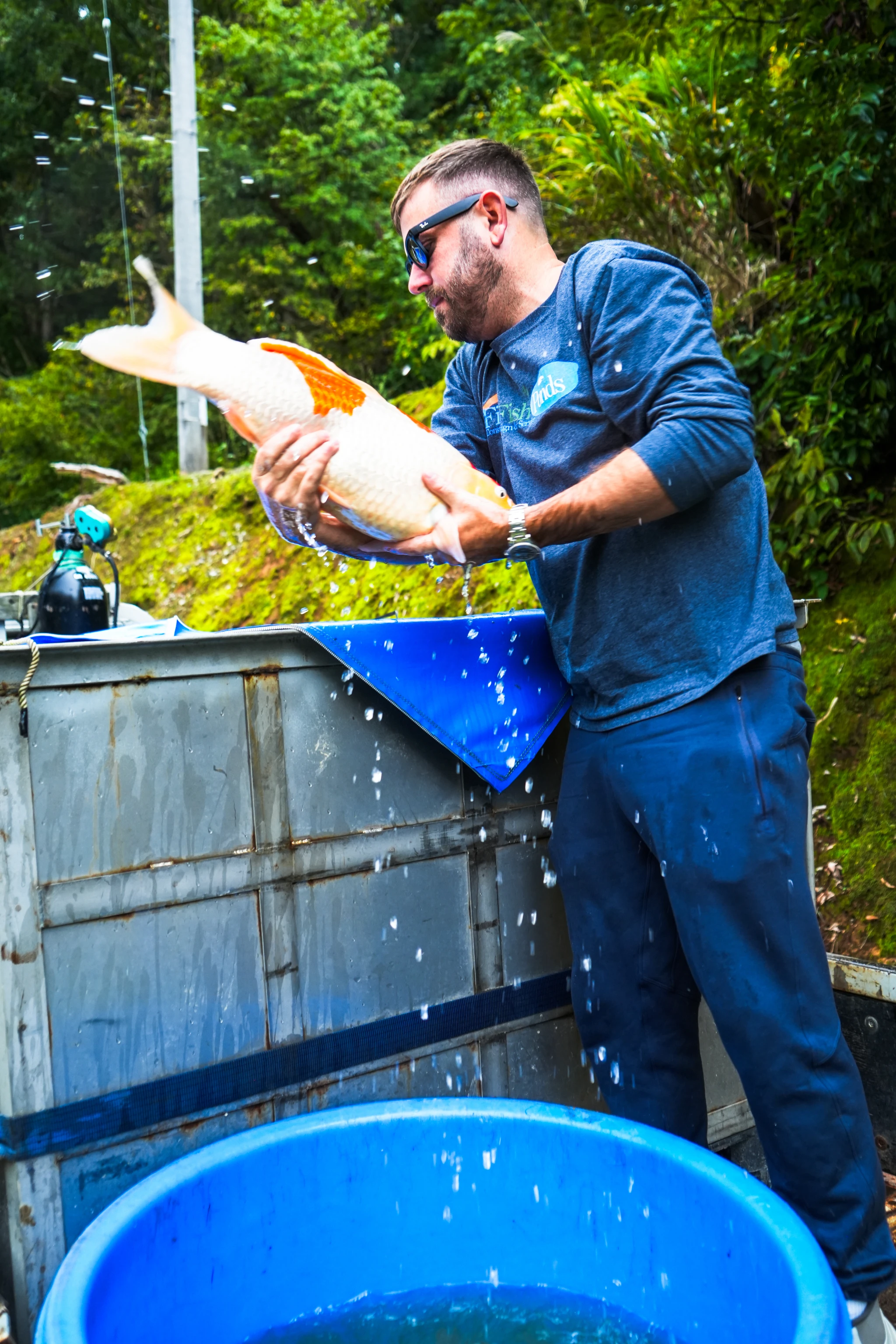 Breeder lifting a large koi from a holding tank