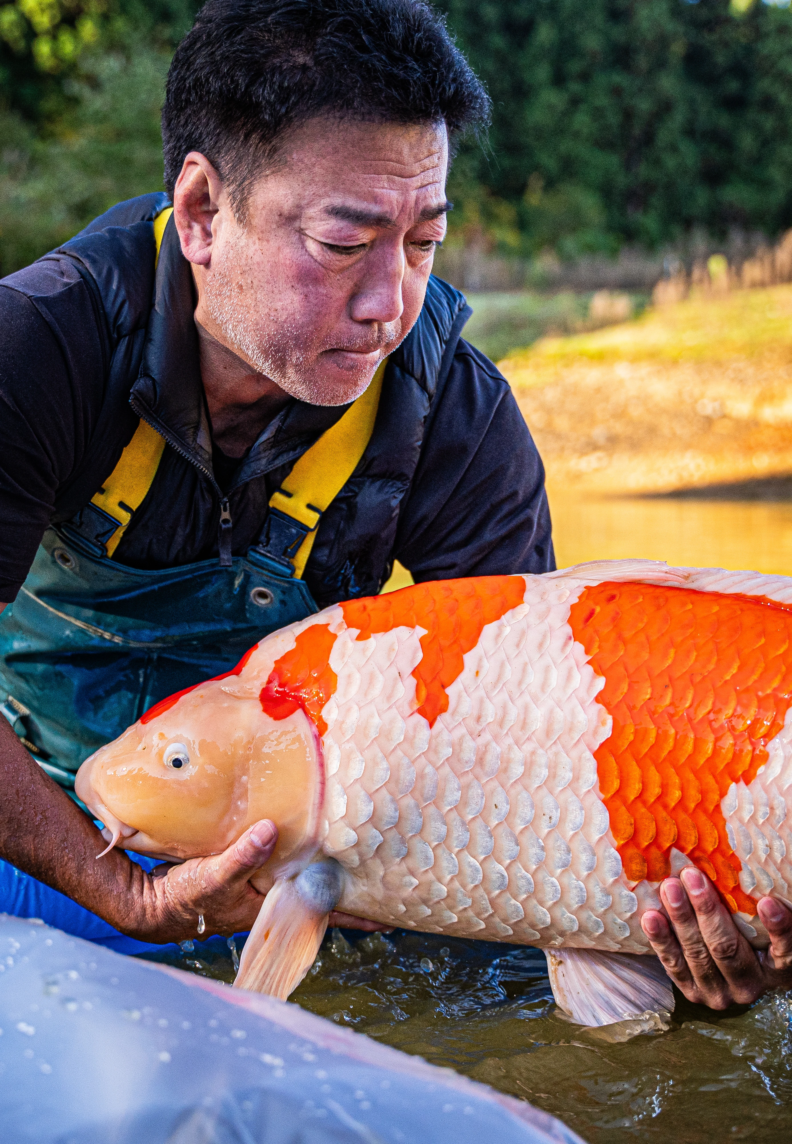 Koi breeder holding a large kohaku koi
