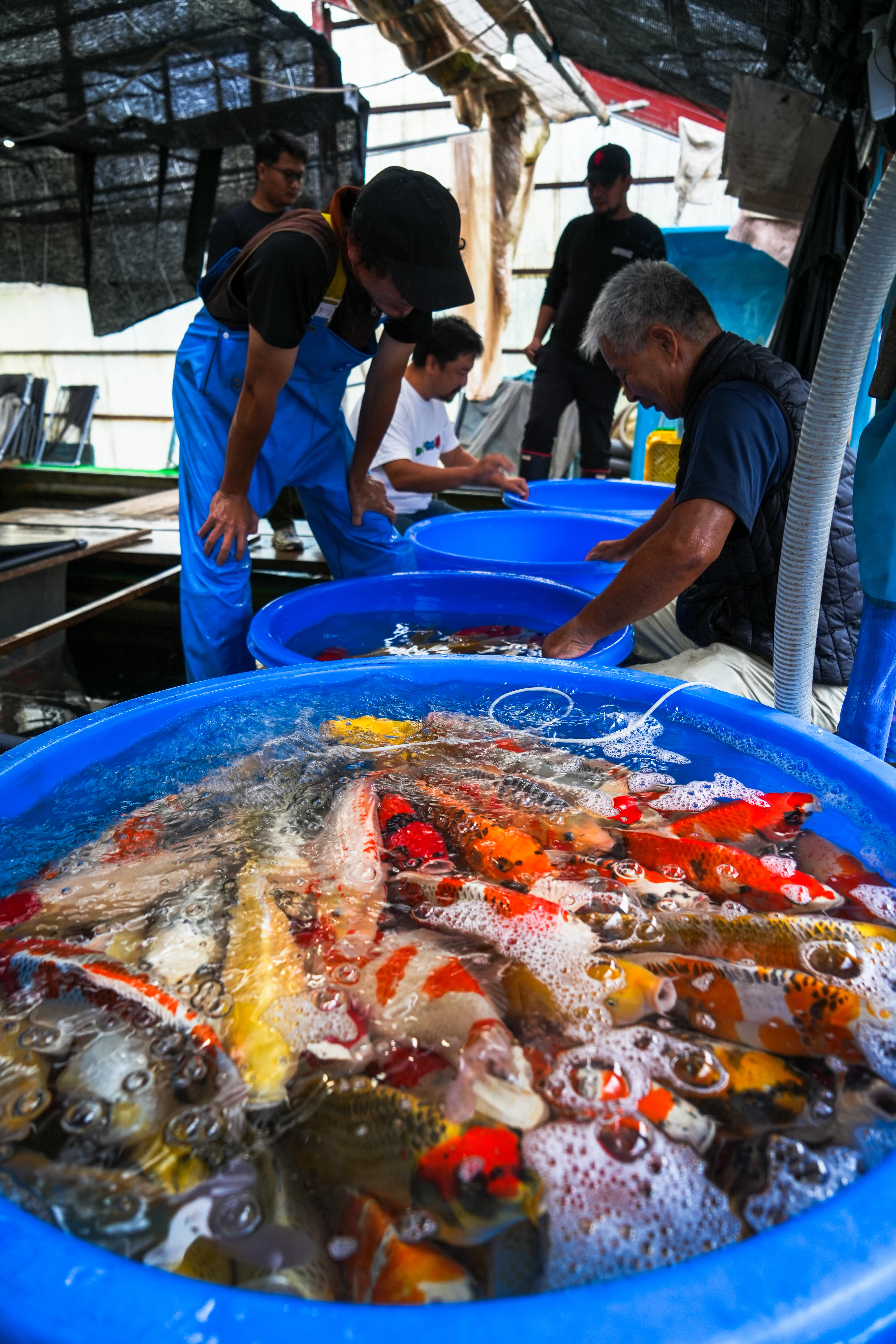 Breeders sorting freshly harvested koi in blue tubs