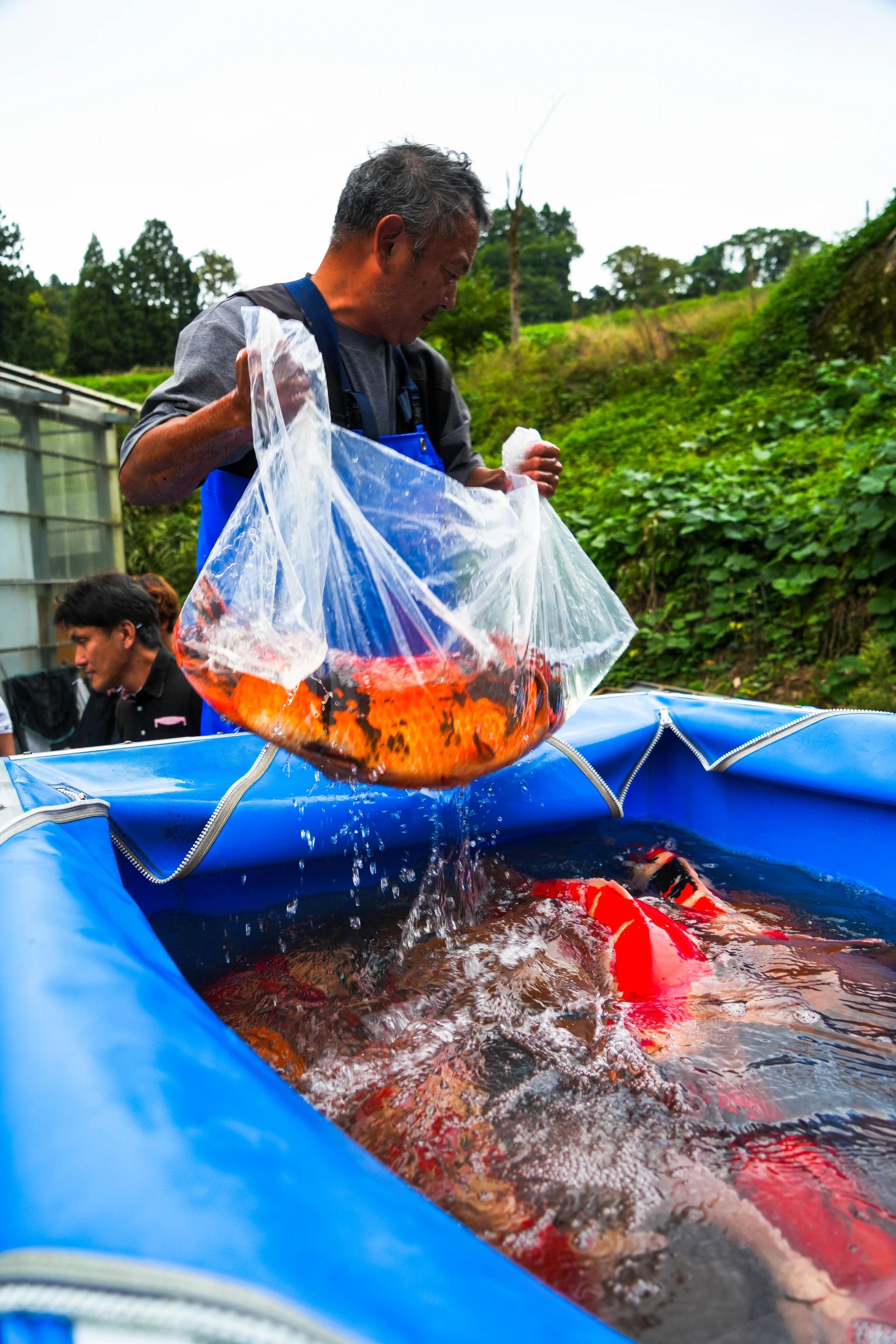 Breeder releasing a bag of harvested koi into a blue tub