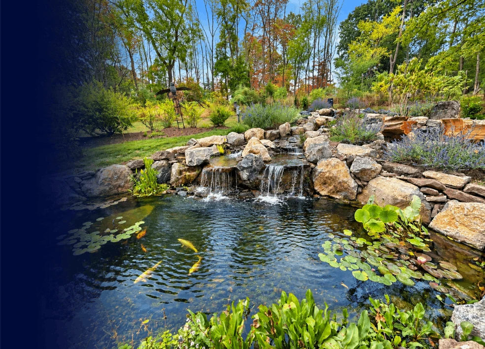 Natural koi pond with a stone waterfall surrounded by plantings