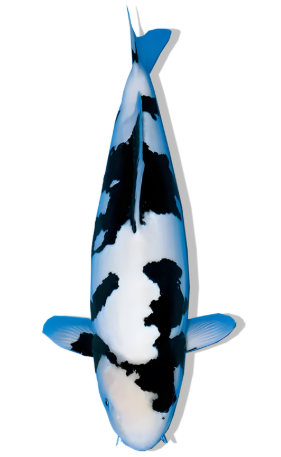 Shop Our Selection of Doitsu Shiro Utsuri Koi Fish Online