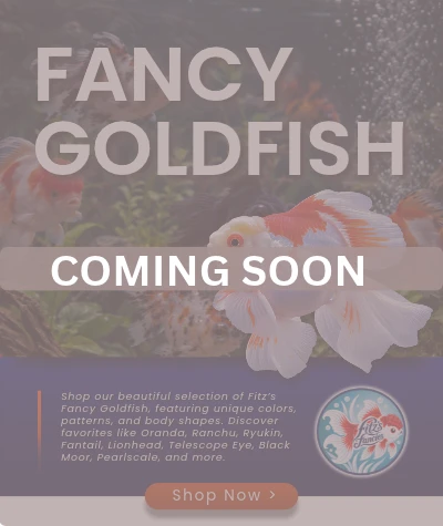 Fancy Goldfish — Shop Now