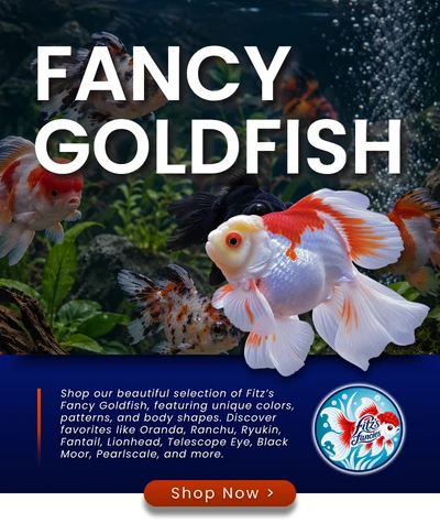 Fancy Goldfish — Shop Now