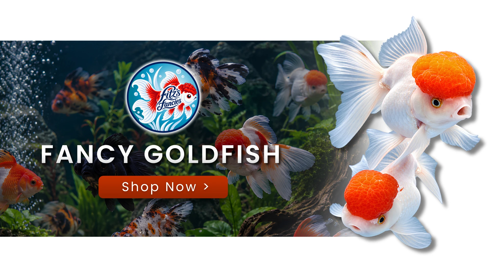 Fancy Goldfish — Shop Now