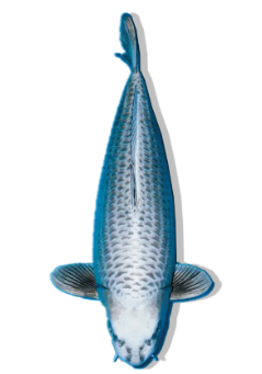 Shop Gin Kabuto koi fish online from top breeders at Fitz’s Fish Ponds.