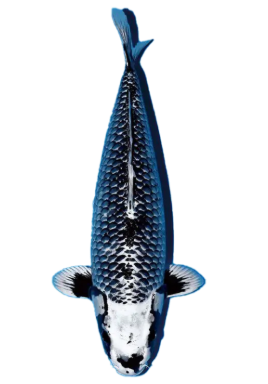 Shop for Ginga Koi Fish Online from top breeders. 
