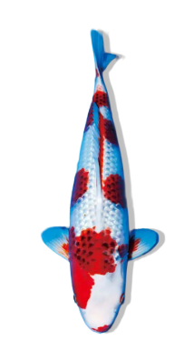 Shop Ginrin Ai Goromo koi fish online from top breeders at Fitz’s Fish Ponds.
