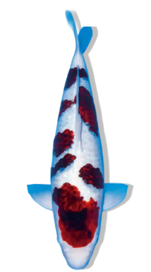 Shop Ginrin Budo Goromo Koi Fish Online