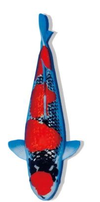 Shop Ginrin Goshiki koi fish for sale online from top breeders