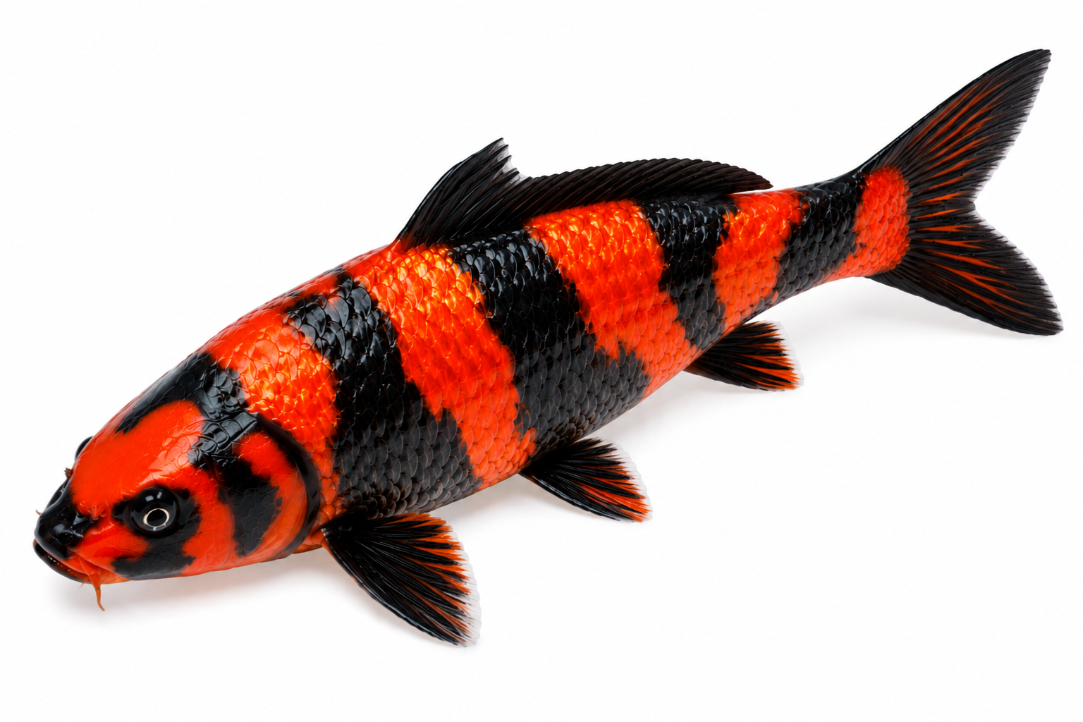 Shop Ginrin Hi Utsuri koi fish online from Fitz’s Fish Ponds.