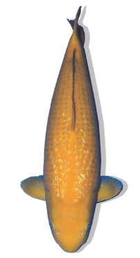 Shop Ginrin Kanoko Karashi koi fish online at Fitz’s Fish Ponds.