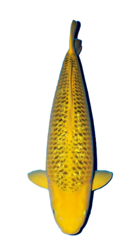 Shop Ginrin Ki Matsuba koi fish online.