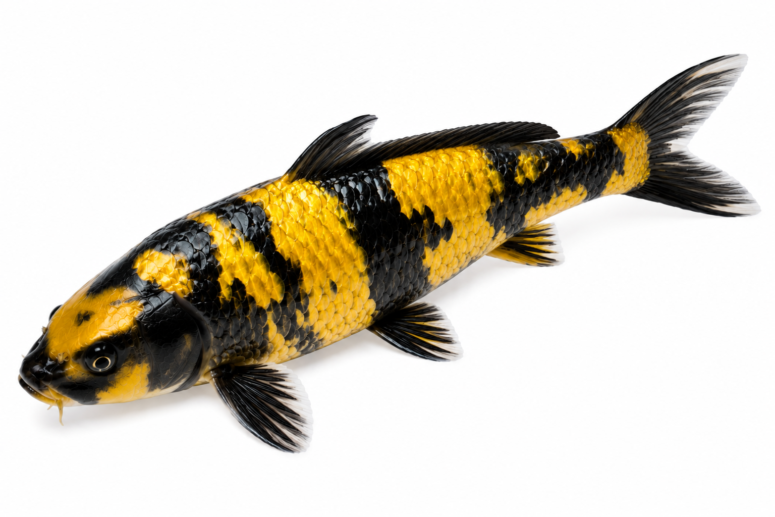 Shop Ginrin Ki Utsuri koi fish online from Fitz’s Fish Ponds.