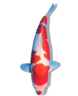 Ginrin Kohako Koi Fish For Sale Online