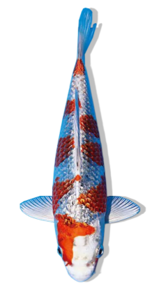 Shop for Ginrin Kujaku koi fish online.