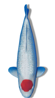 Shop Ginrin Tancho koi fish online at Fitz’s Fish Ponds. 